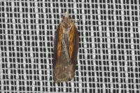 Acleris cristana