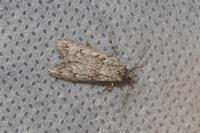 Diurnea fagella
