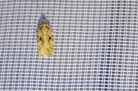 Agonopterix arenella