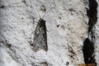 Cnephasia