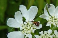 Adela australis
