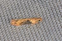 Scrobipalpa costella