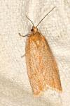 Clepsis unicolorana