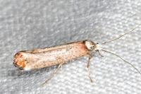 Pseudoswammerdamia combinella