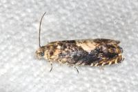 Pammene