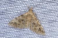 Alucita hexadactyla