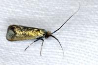 Adela reaumurella