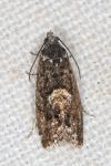 Pammene giganteana