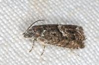 Pammene giganteana
