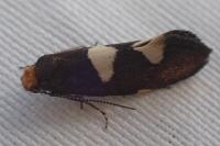 Incurvaria masculella