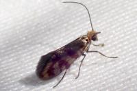 Micropterix tunbergella