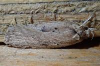 Agonopterix yeatiana