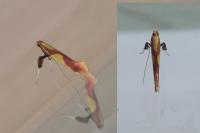 Caloptilia alchimiella