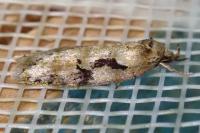 Semioscopis steinkellneriana