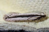 Mirificarma interrupta
