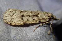 Diurnea fagella