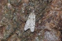 Diurnea fagella