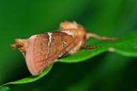 Triodia sylvina