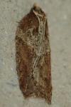 Acleris hastiana