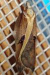 Acleris cristana