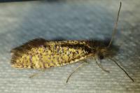 Dyseriocrania subpurpurella
