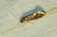 Dyseriocrania subpurpurella