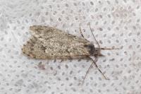 Diurnea fagella