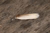Pseudopostega chalcopepla