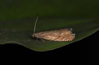 Grapholita gemmiferana