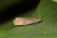 Grapholita gemmiferana