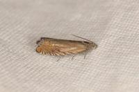 Grapholita gemmiferana