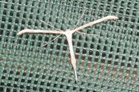 Emmelina monodactyla
