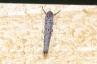 Yponomeuta sedella