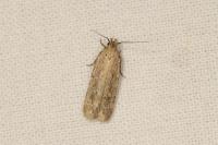 Platyedra subcinerea