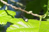 Adela reaumurella