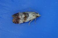 Neocochylis millierana