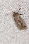 Diurnea fagella