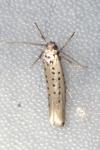 Yponomeuta sedella