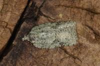 Acleris literana