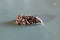 Phtheochroa rugosana