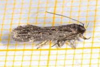 Aroga velocella