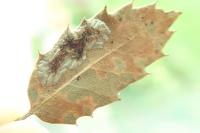 Phyllonorycter belotella