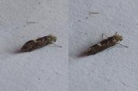 Dyseriocrania
