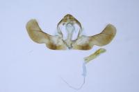 Eriopsela quadrana