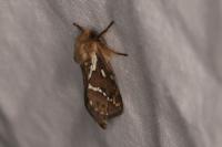 Korscheltellus lupulinus