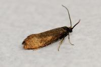 Incurvaria koerneriella