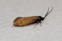 Incurvaria koerneriella