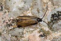 Incurvaria koerneriella