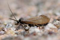 Incurvaria koerneriella