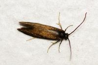 Incurvaria koerneriella